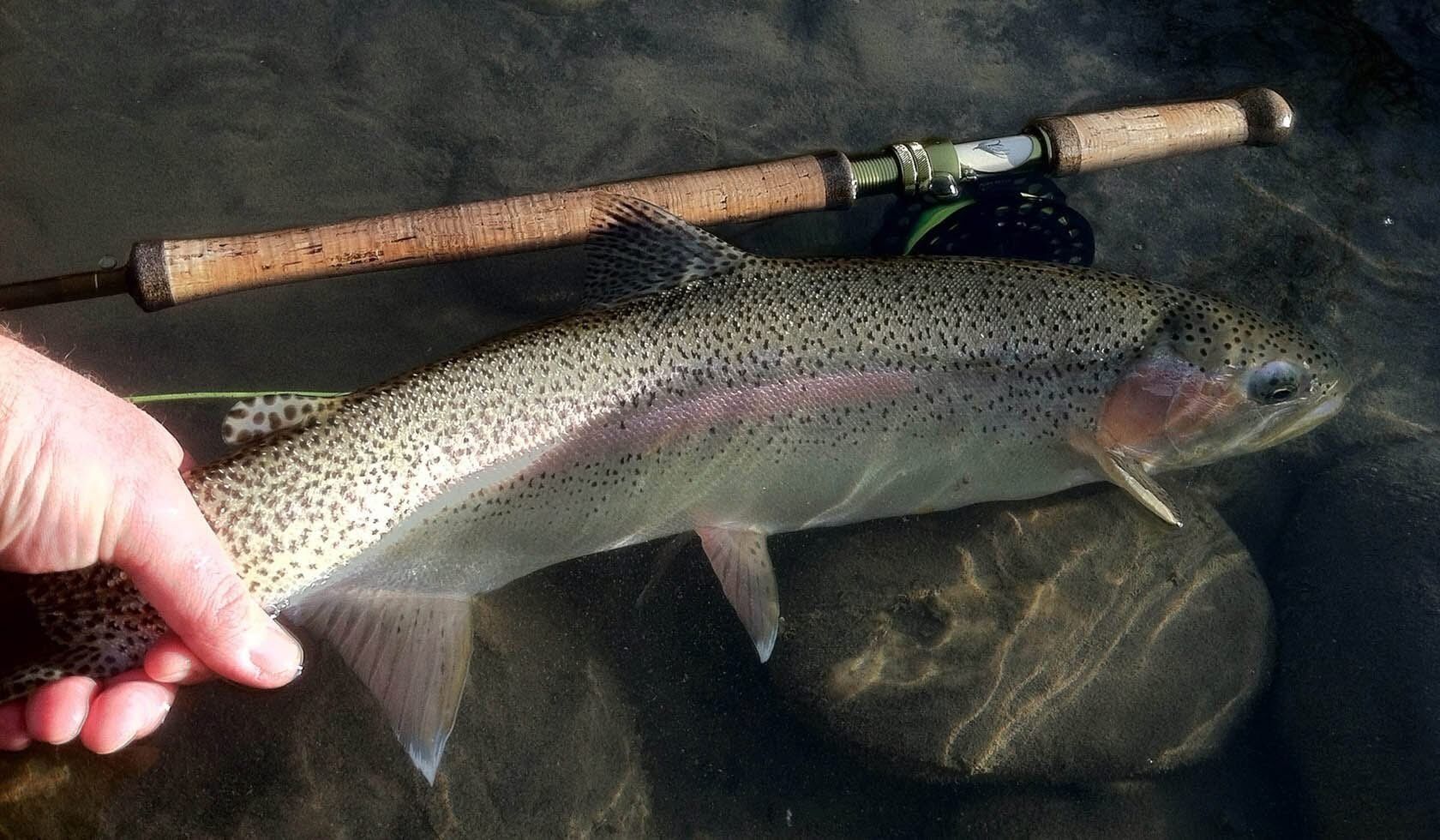 A fish held by a person, with a fishing rod in the background.