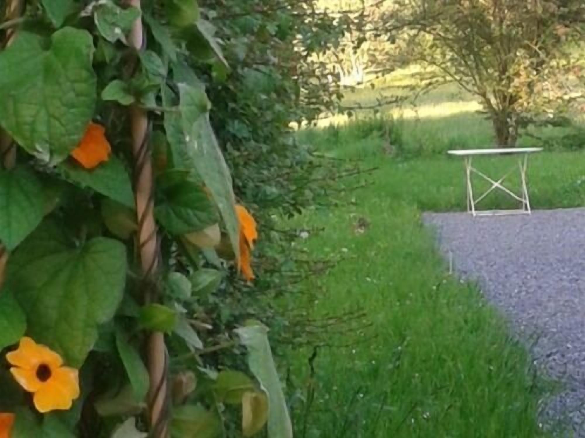 Een tuin met een tafel en stoelen, omringd door groen en een boom.