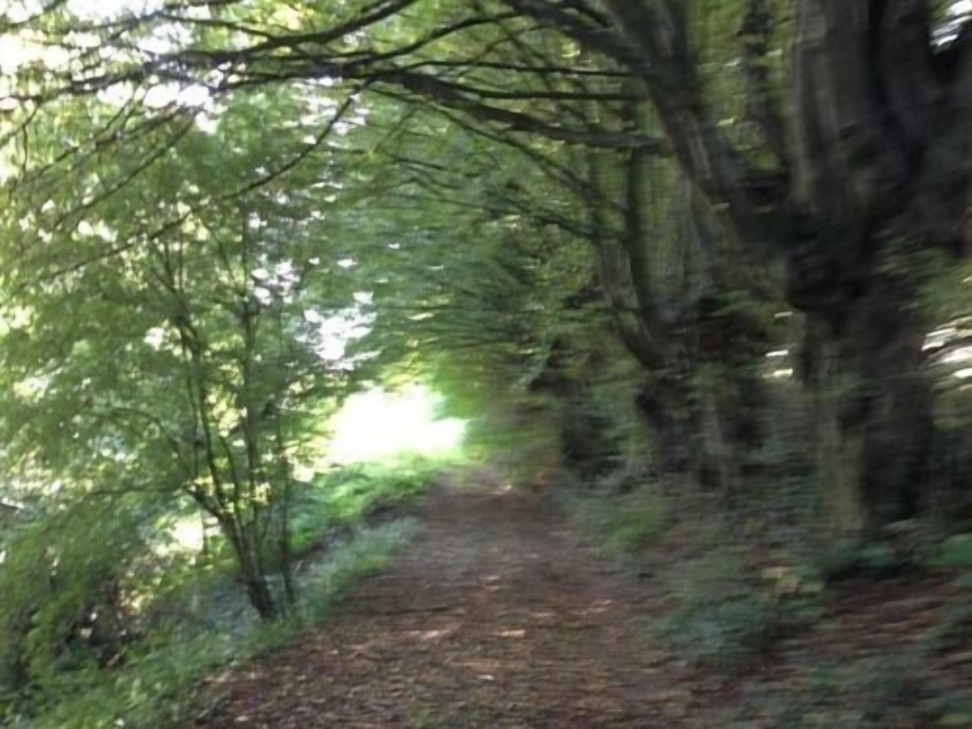 A forest path with trees on either side.