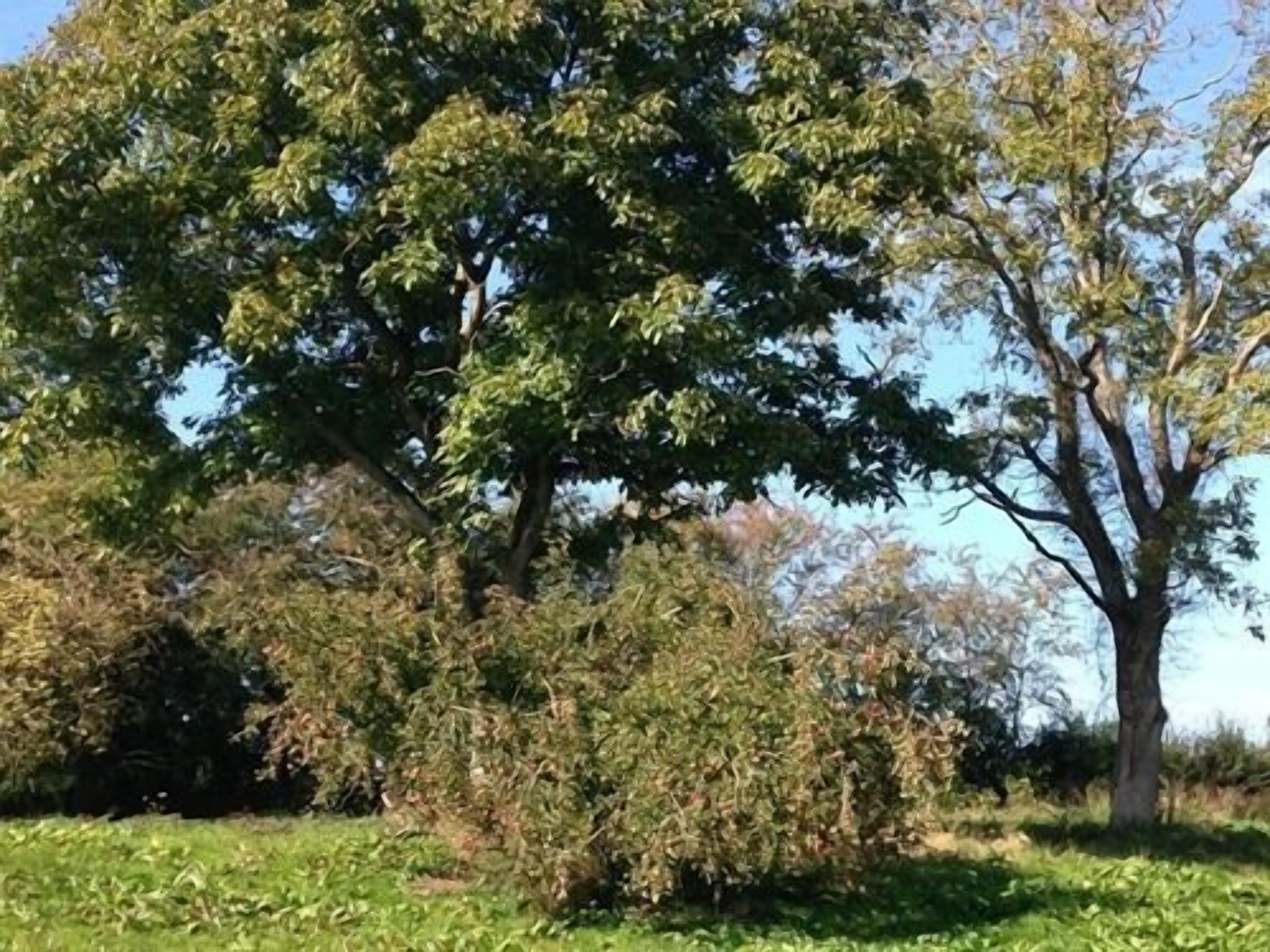 A tree with dense foliage and a clear sky.