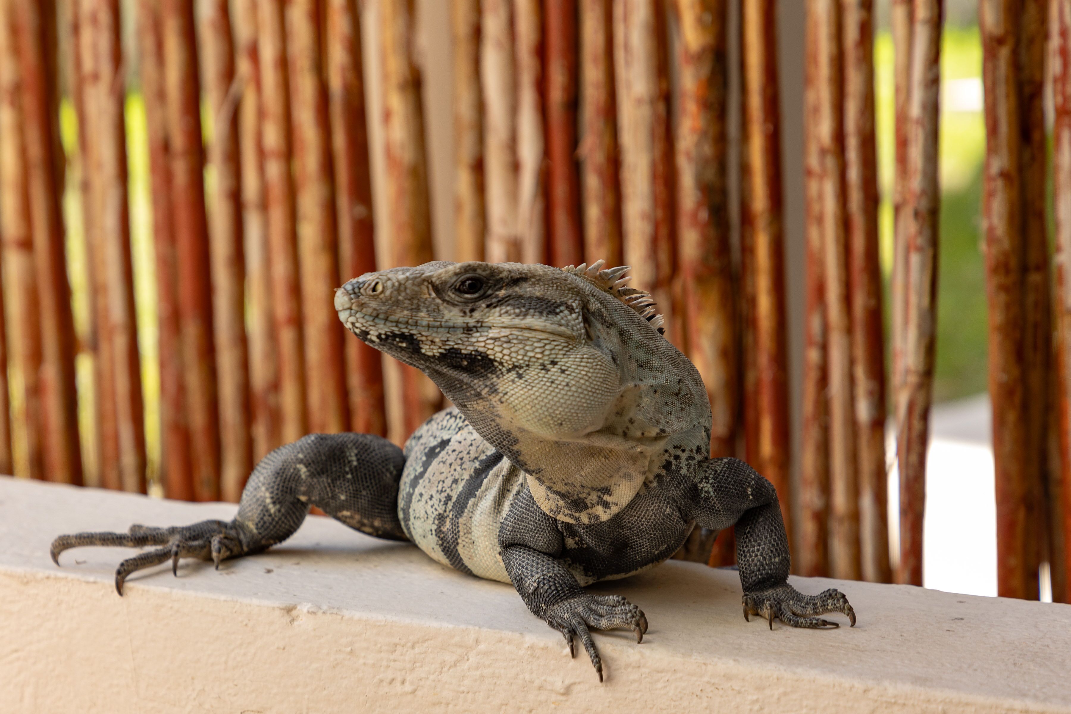 A lizard on a ledge with a bamboo background.