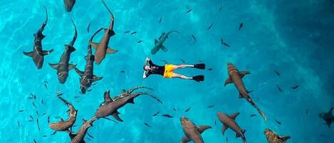 Pesca