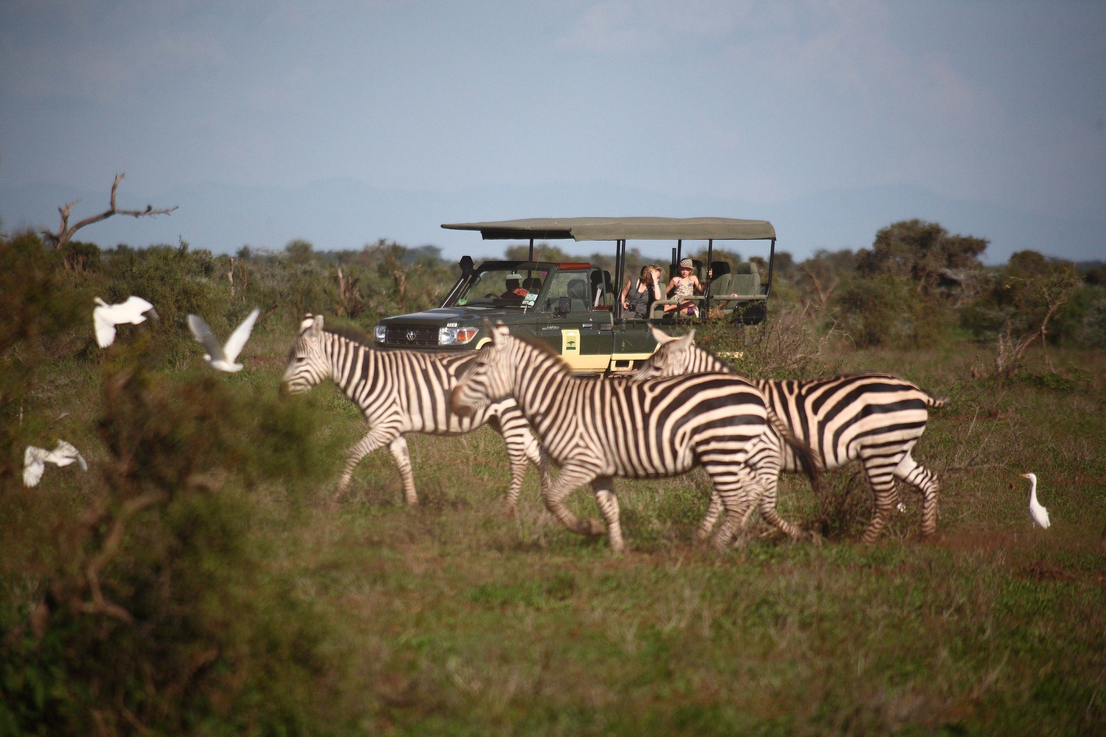 A safari vehicle with passengers observing zebras and birds in a grassy field.