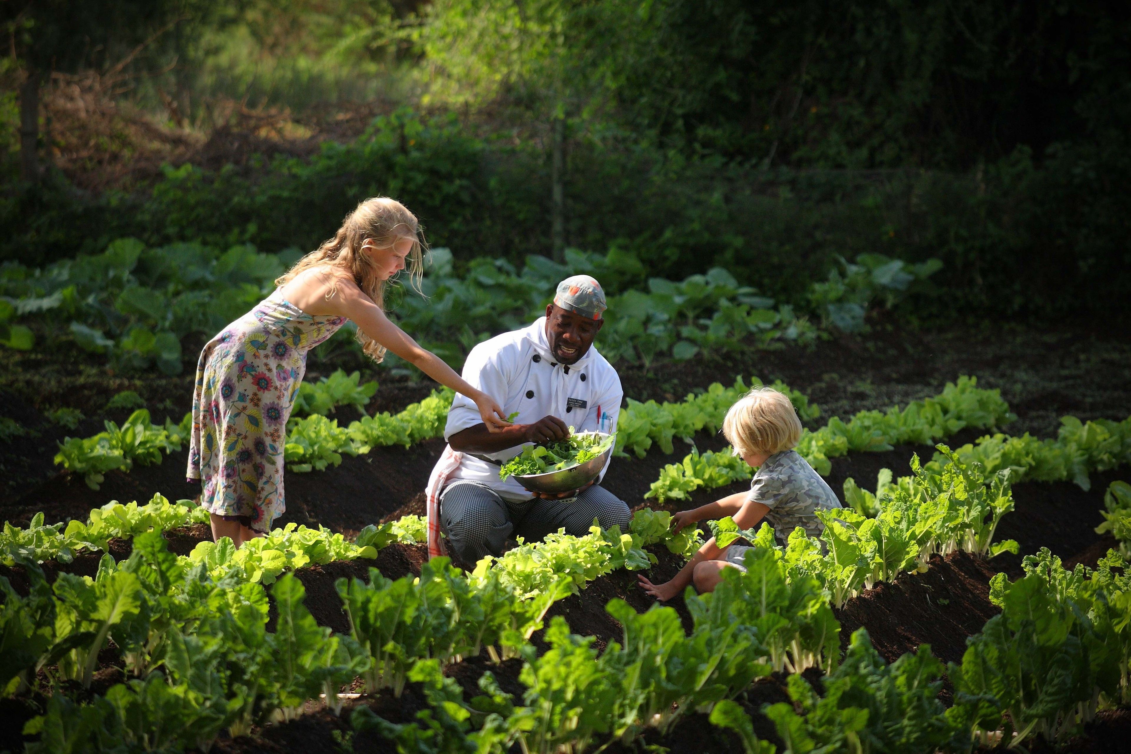 Un jardín con gente cuidando plantas.