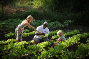 Un jardín con gente cuidando plantas.