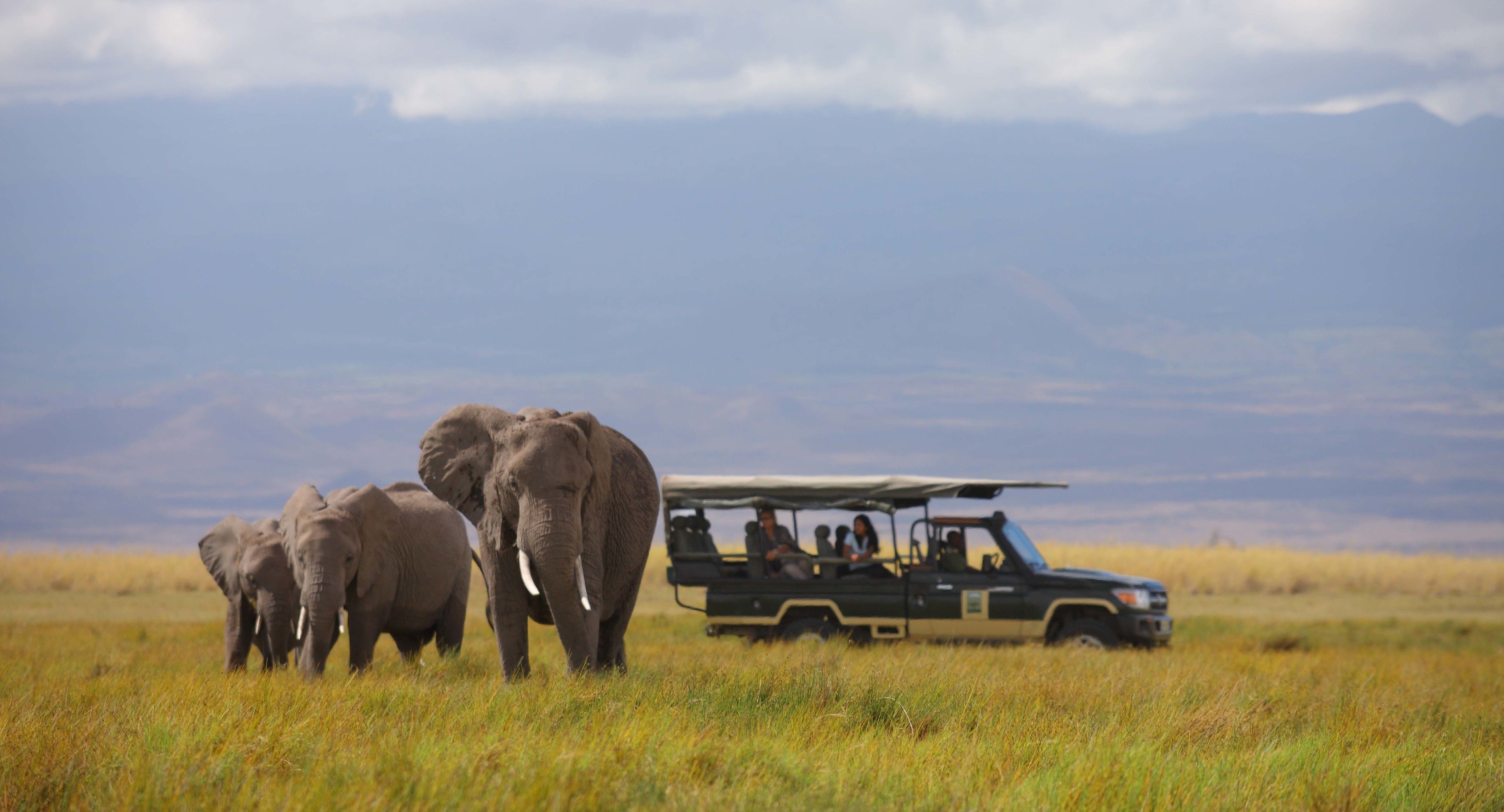 A safari vehicle with passengers observing elephants in a grassy field.