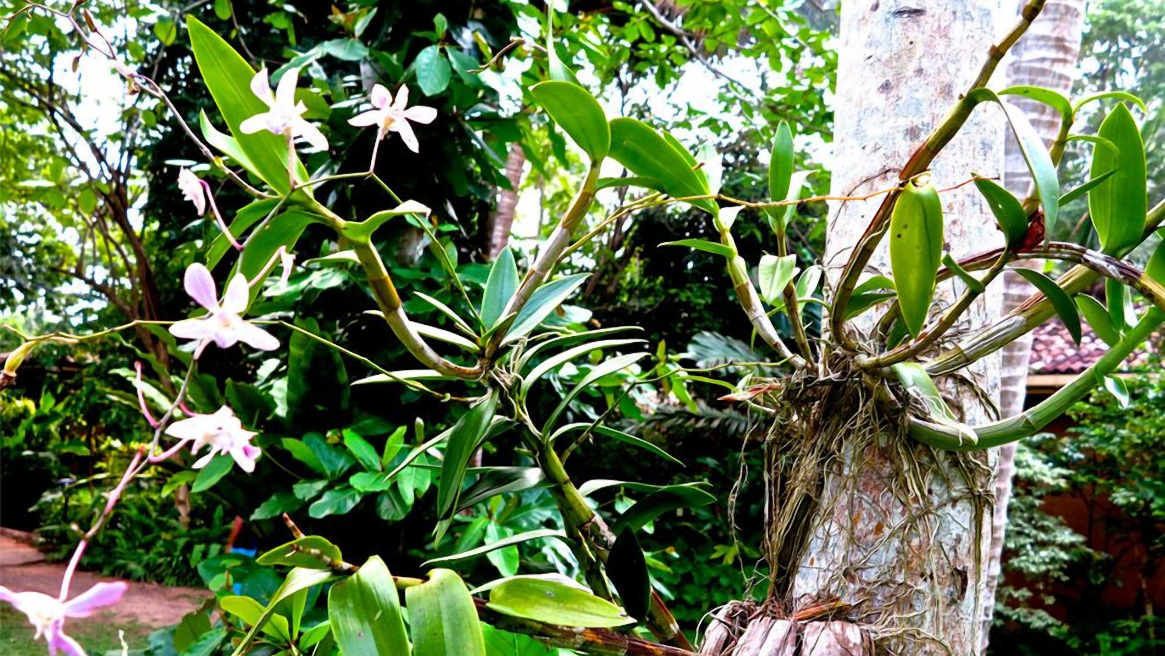 Una planta de hojas verdes y flores blancas creciendo sobre el tronco de un árbol.