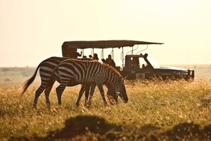 Safari