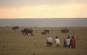 Safari