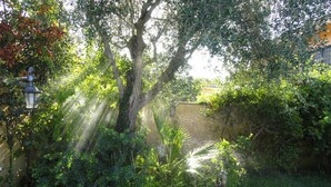 A garden with a water feature, surrounded by lush greenery and a wooden deck. - Le Lanterne B&B (Rome)