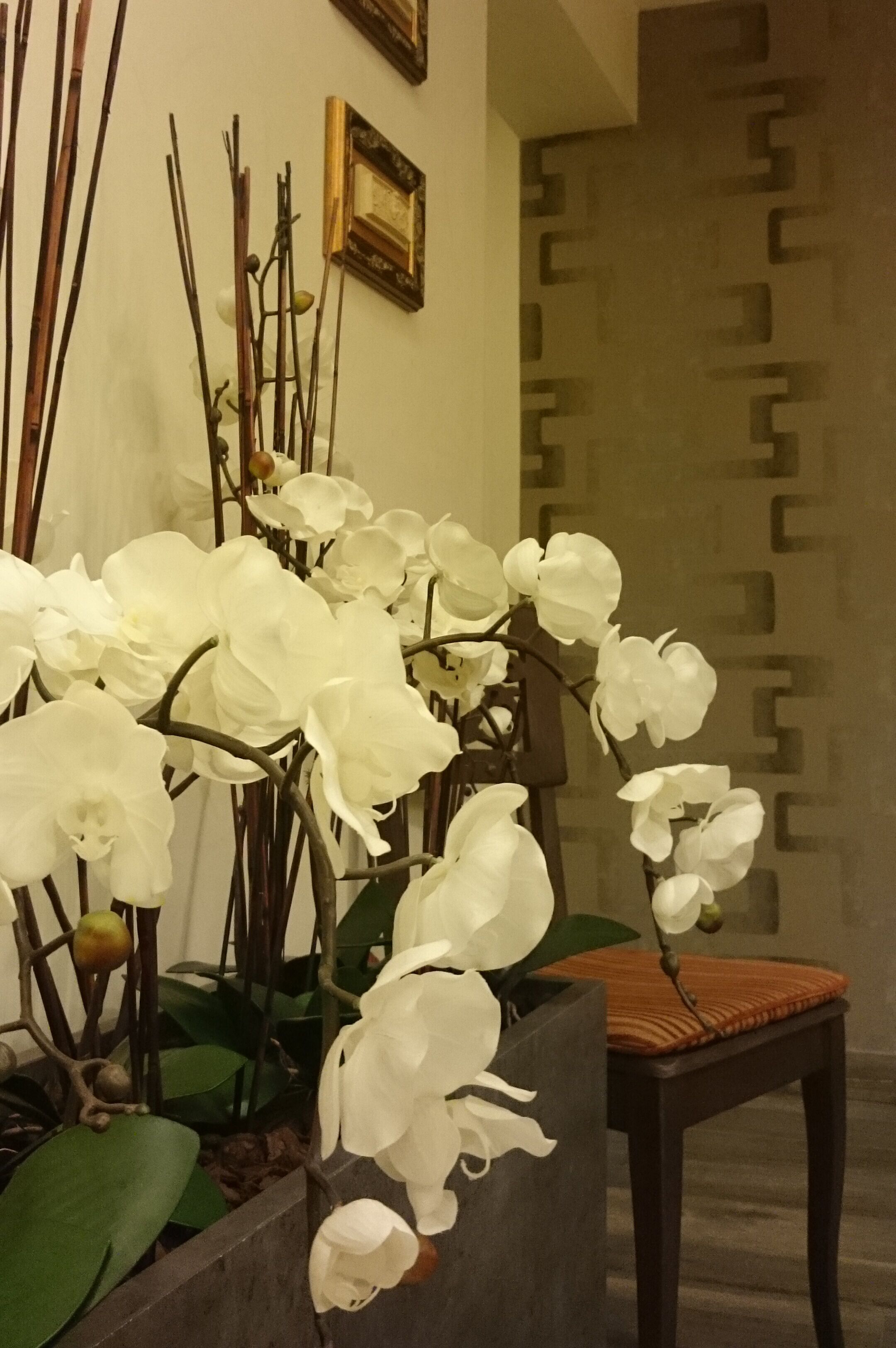 Eine weiße Orchideenpflanze in einem Topf neben einem Holzstuhl.