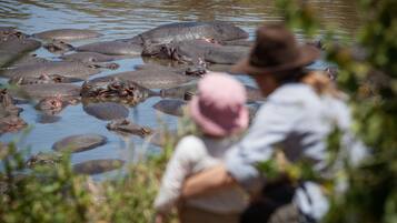 A group of hippos in a water body with a person observing them.