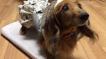 Um cão em pé sobre um soalho de madeira, ao lado de um objeto branco.