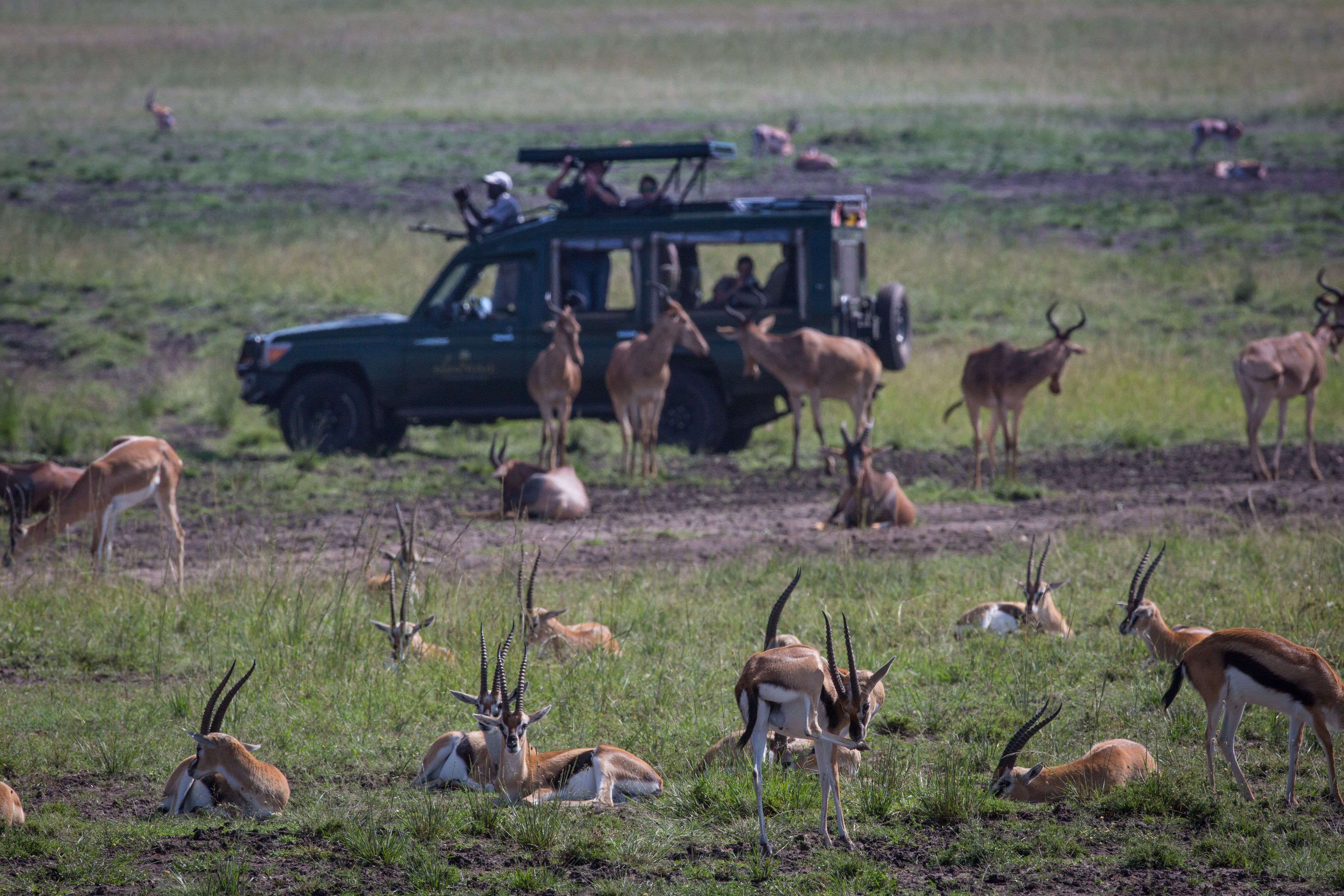 A safari vehicle with passengers observing wildlife in a grassy field.