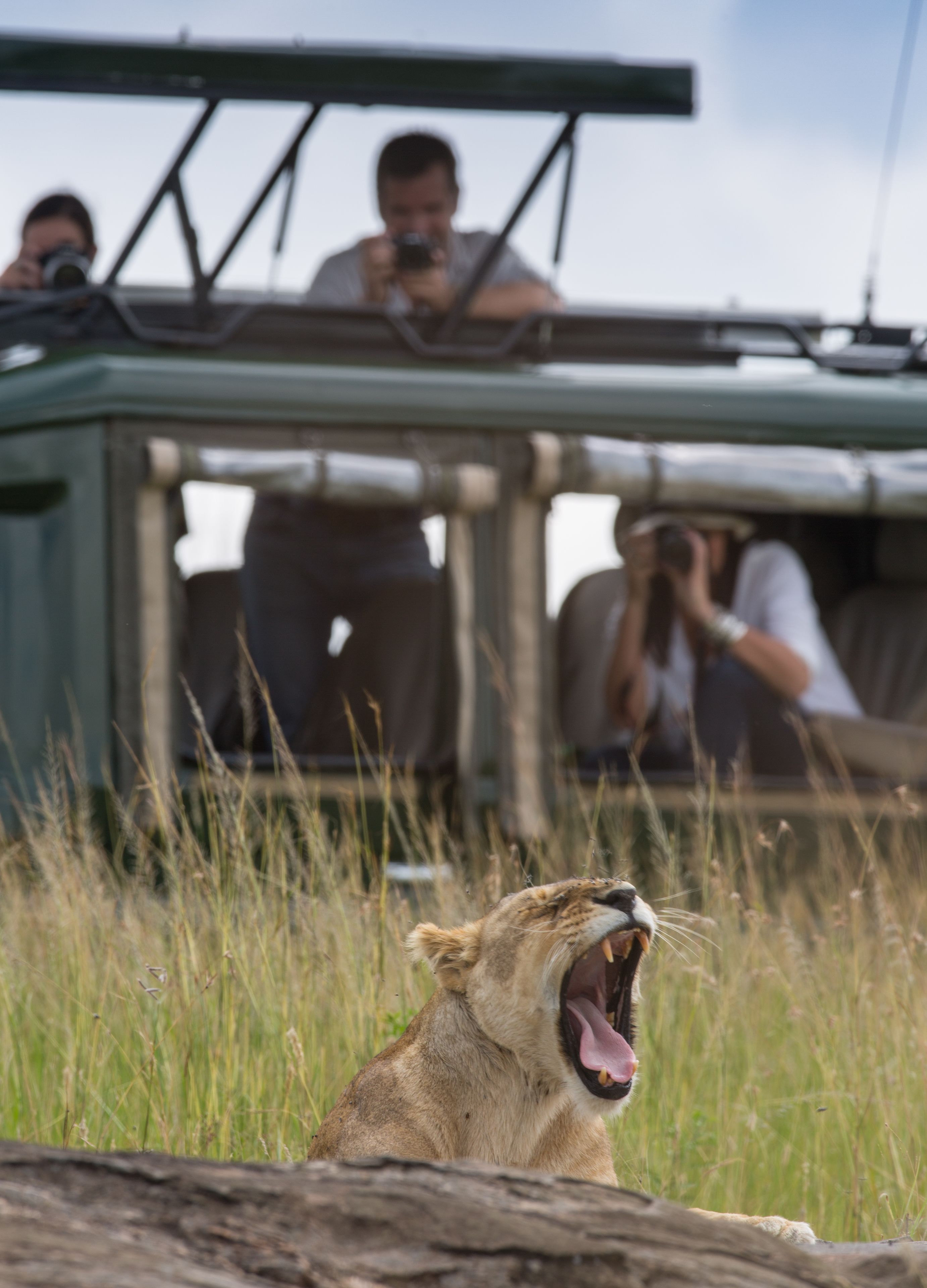 A lion with its mouth open, surrounded by tall grass.
