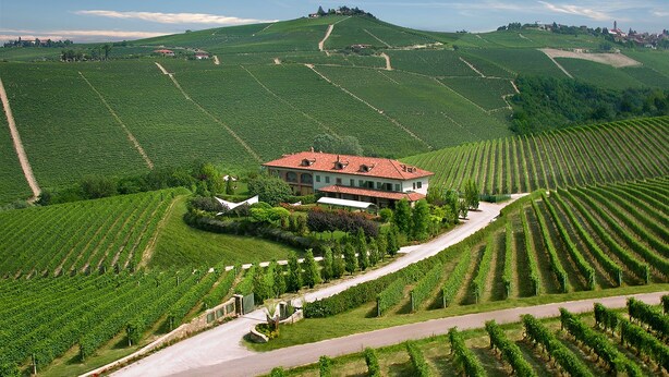 Viñedo con filas de vides y un edificio grande con techo rojo, rodeado de vegetación.