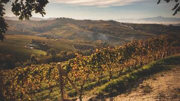 A vineyard with rows of grapevines and a dirt path.