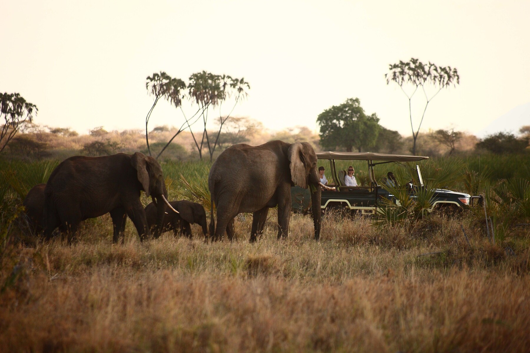 Safari