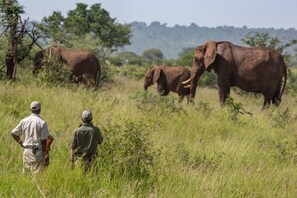 Safari
