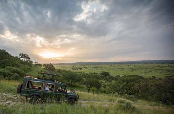 Safari