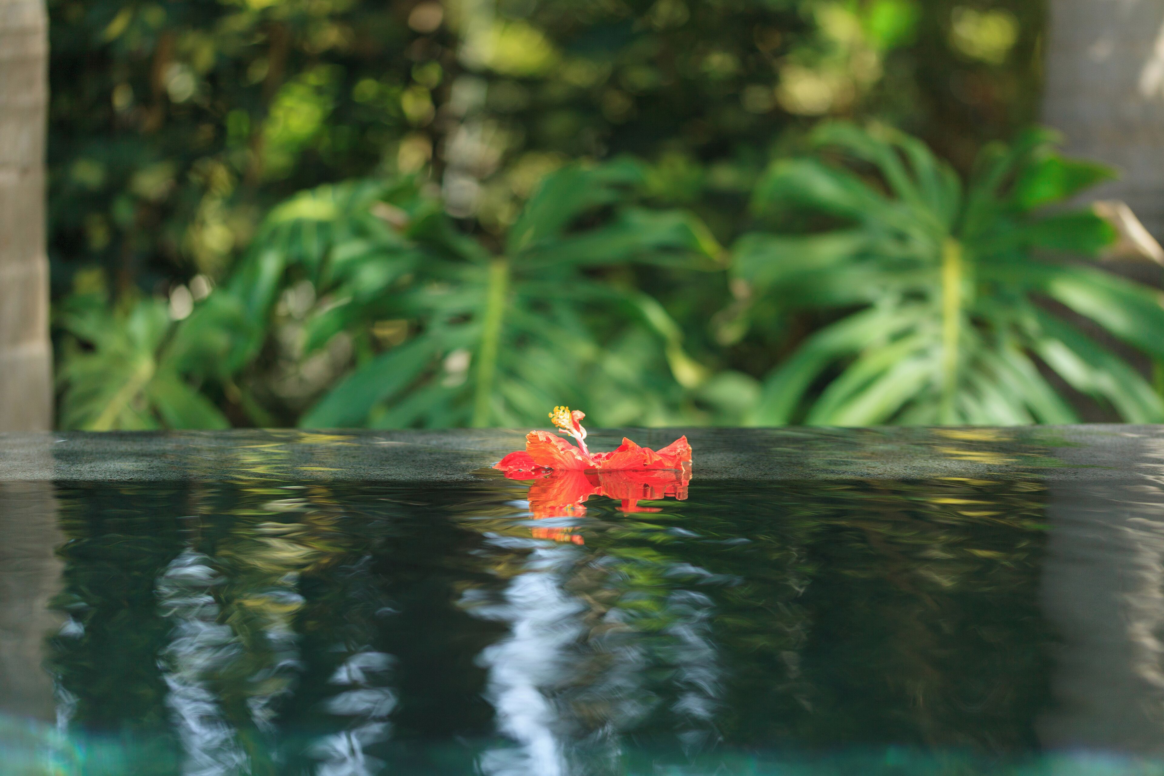 A clear glass surface reflecting a red flower and green foliage.