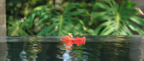 A clear glass surface reflecting a red flower and green foliage.