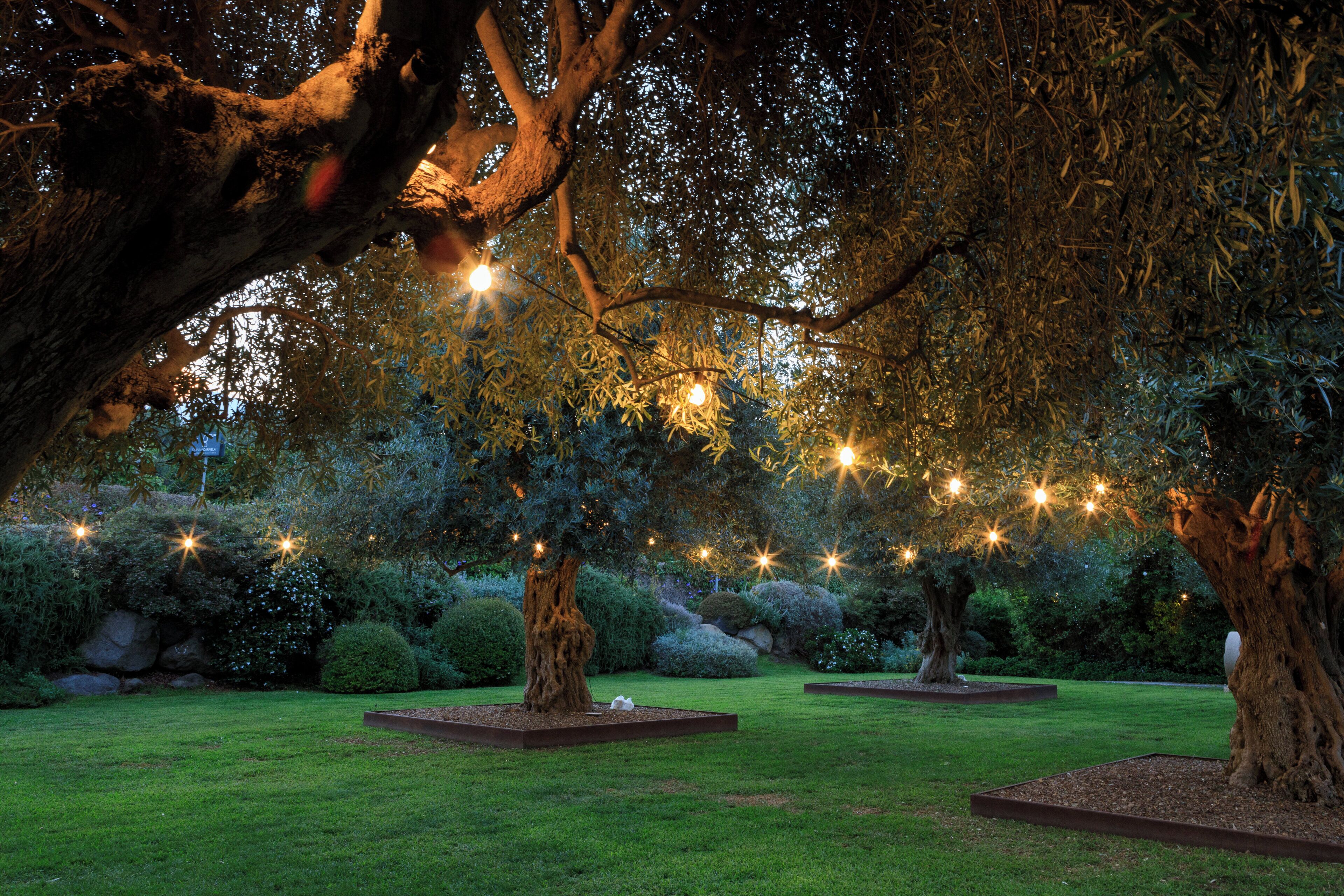 A garden with large trees and illuminated string lights.