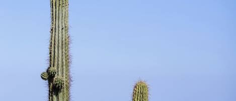 Un jardin de cactus entouré d’une clôture métallique, un ciel d’un bleu limpide et une vue lointaine sur l’océan.
