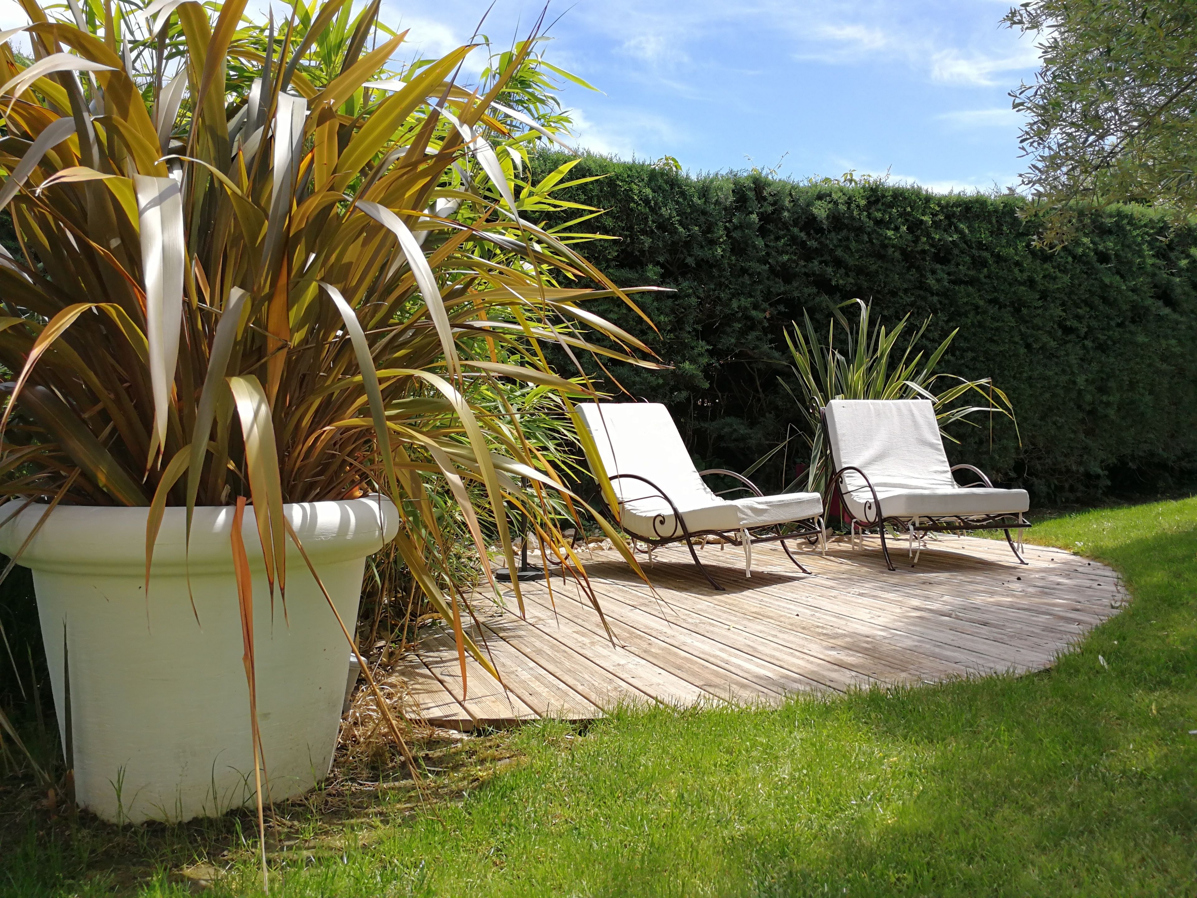 A wooden deck with two white lounge chairs and a large potted plant.
