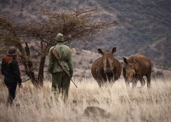 Safari - Elewana Lewa Safari Camp (Meru)