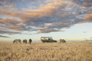 Safari en auto