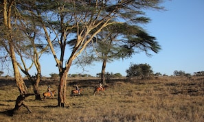 Horse riding - Elewana Lewa Safari Camp (Meru)
