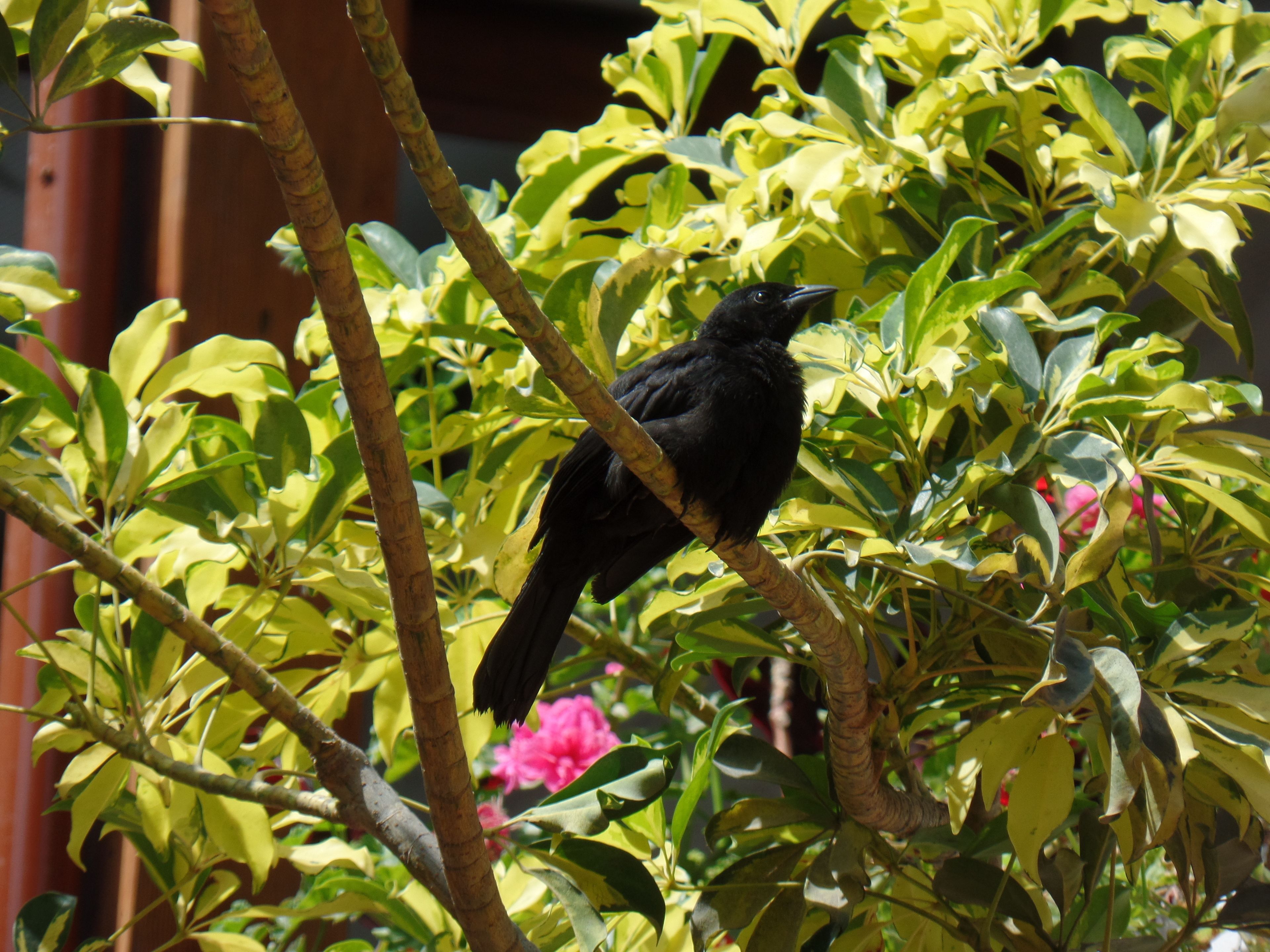 Foto - El Patio Miraflores