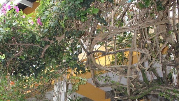 A building with a yellow exterior, a stone wall, and a staircase leading to a door. - Buttercup Cottage Apartments (Arnos Vale)