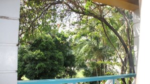 A view from a balcony with a white railing and a blue trim, overlooking a lush garden with various trees and shrubs. - Buttercup Cottage Apartments (Arnos Vale)
