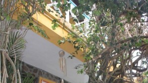 A building with a yellow facade, large white planters, and a staircase leading to the entrance. - Buttercup Cottage Apartments (Arnos Vale)