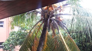 A view of a balcony with a palm tree and a building in the background. - Hotel Happy Night & Restaurant (Unawatuna)