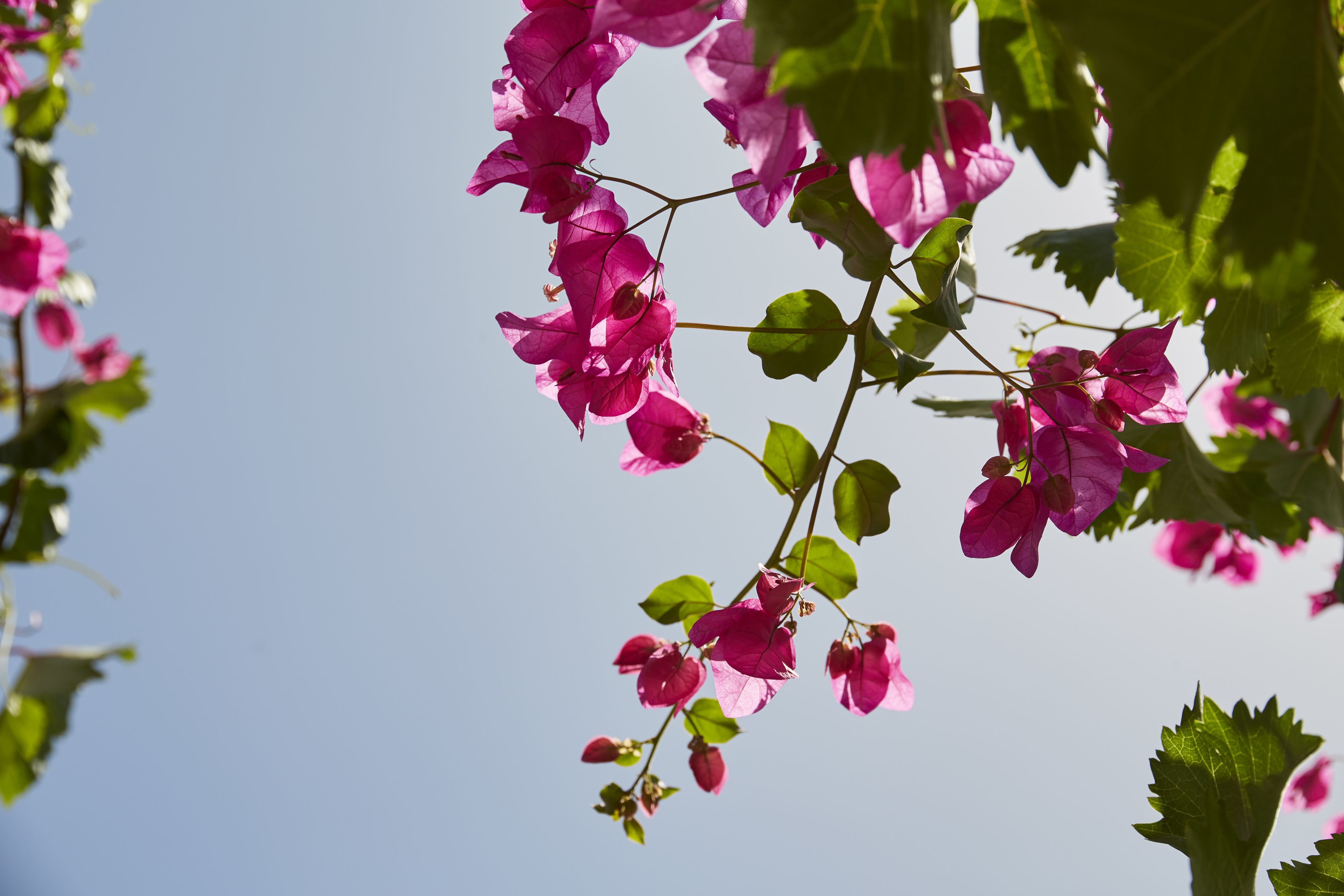 Photo - Mrs. Armelina by Mr&Mrs White Hotels