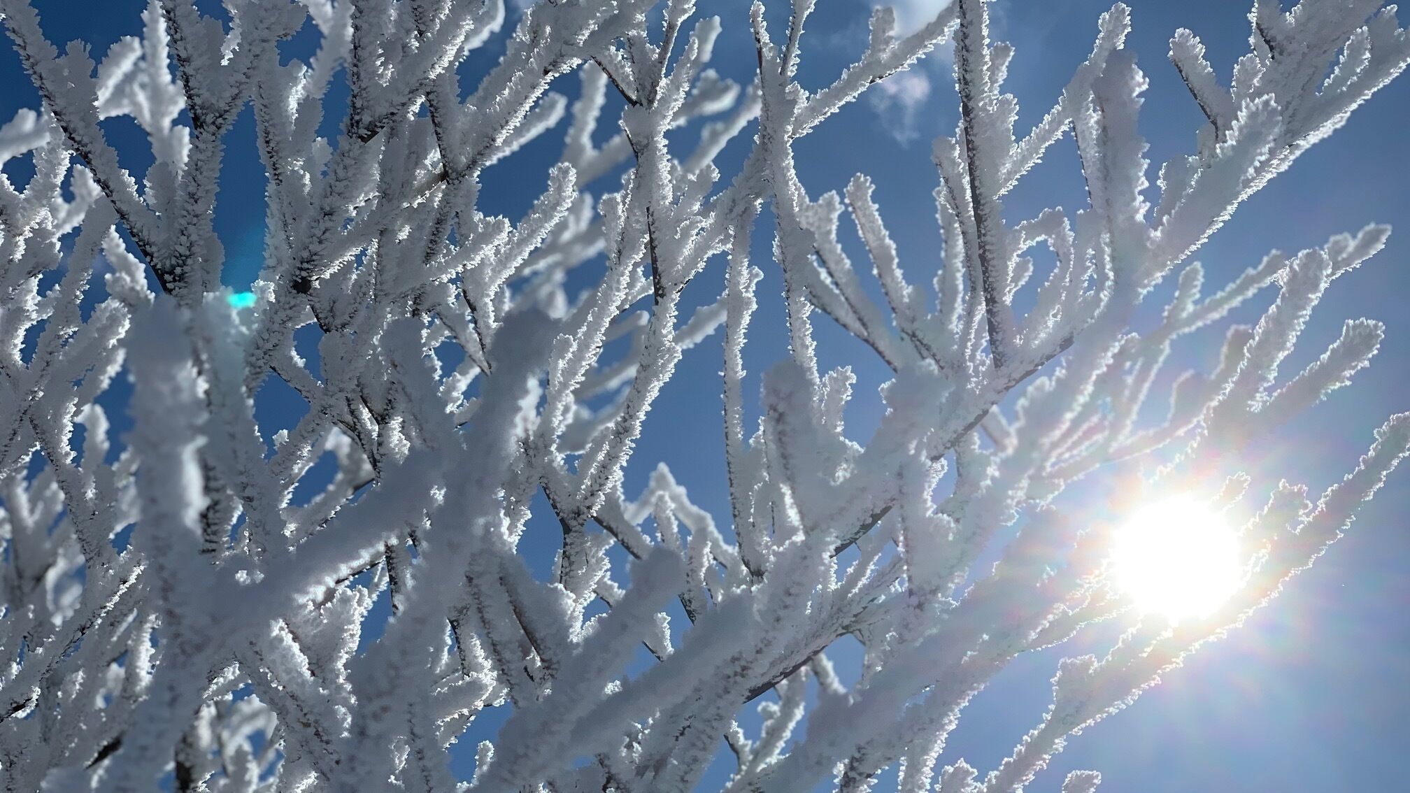 A close-up of snow-covered branches against a clear sky.