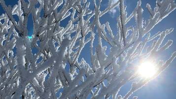 A close-up of snow-covered branches against a clear sky.