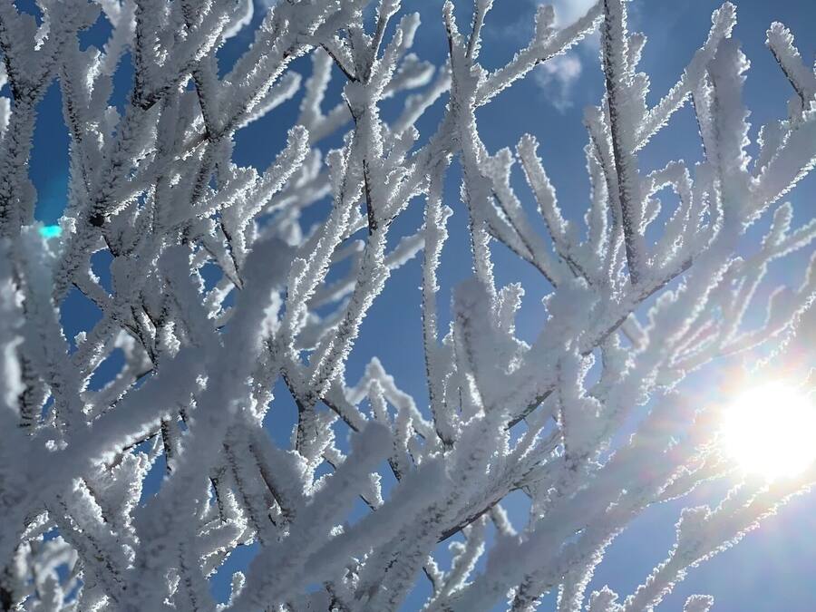 A close-up of snow-covered branches against a clear sky.