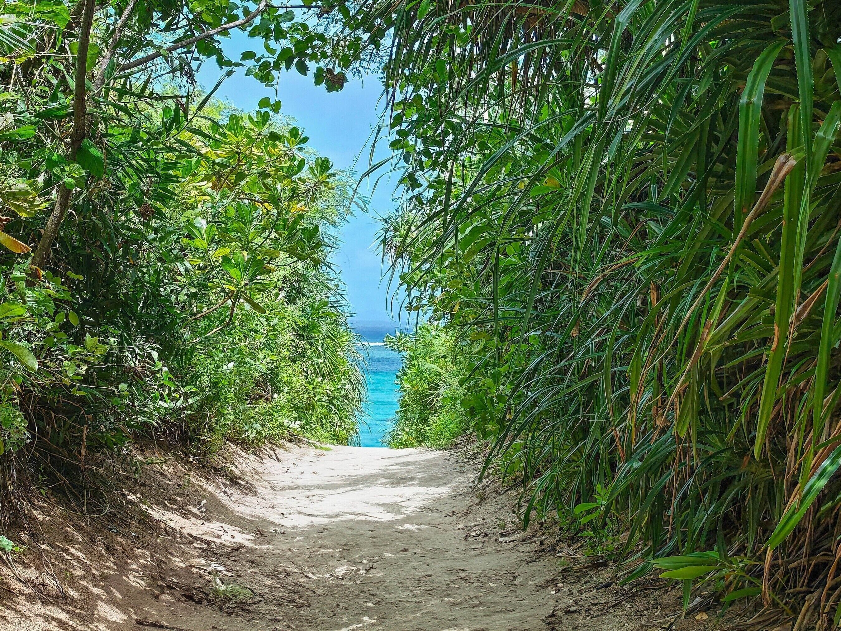 A narrow dirt path flanked by dense tropical foliage leading to a clear blue body of water.