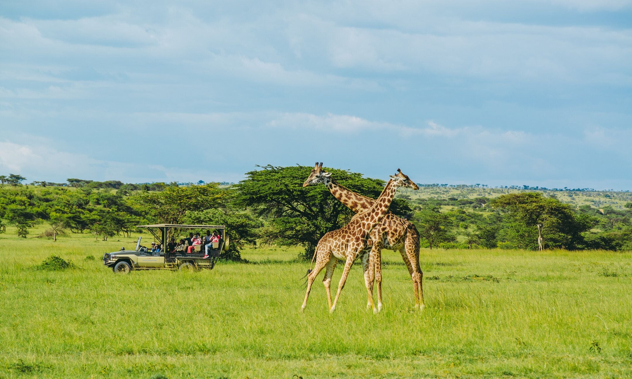 A safari vehicle with passengers observing giraffes in a grassy field.