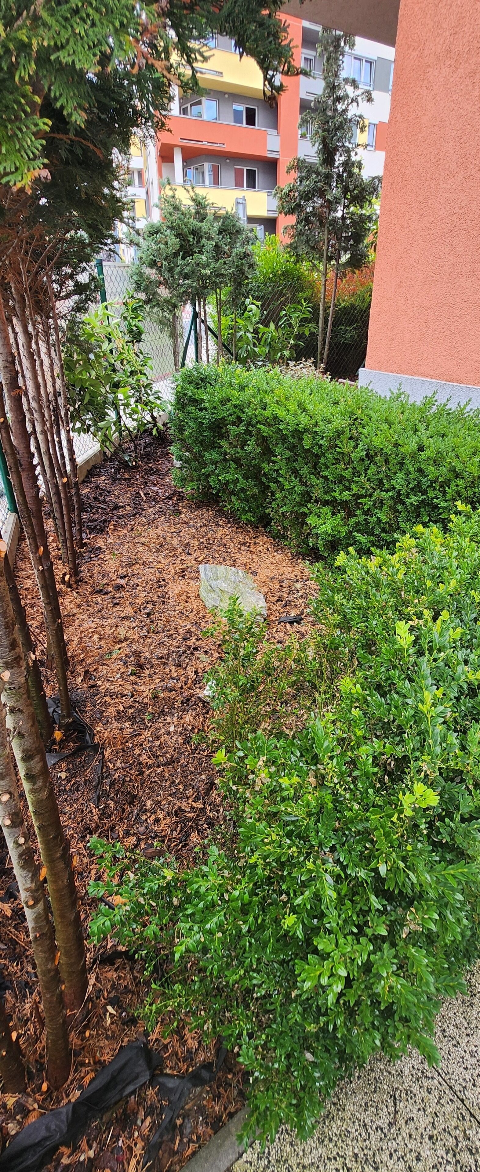 A landscaped garden area with a variety of shrubs and trees, a mulched ground, and a visible fence.