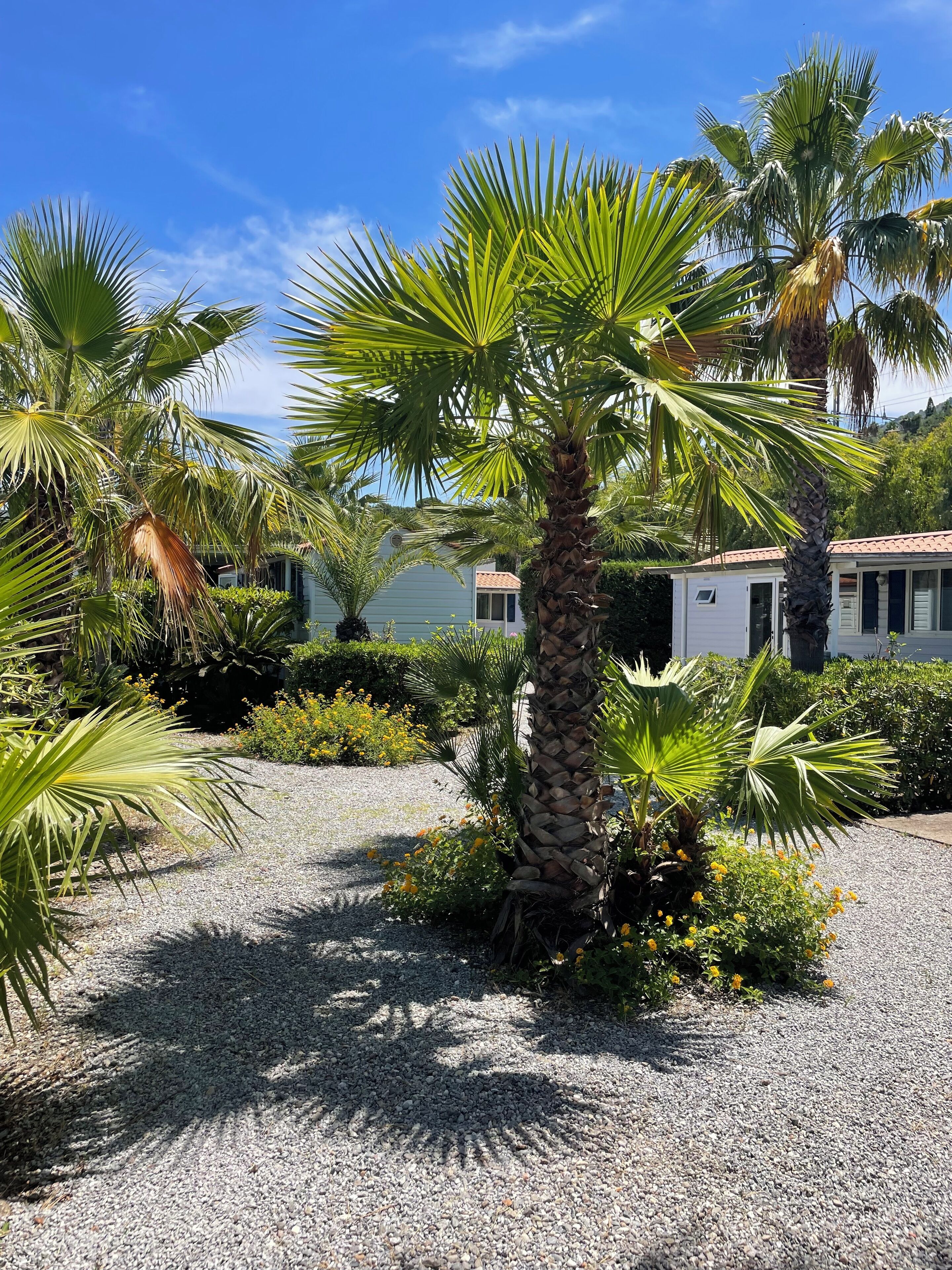 A garden with palm trees and a gravel path.