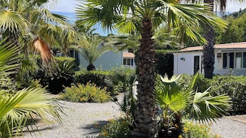 A garden with palm trees and a gravel path.