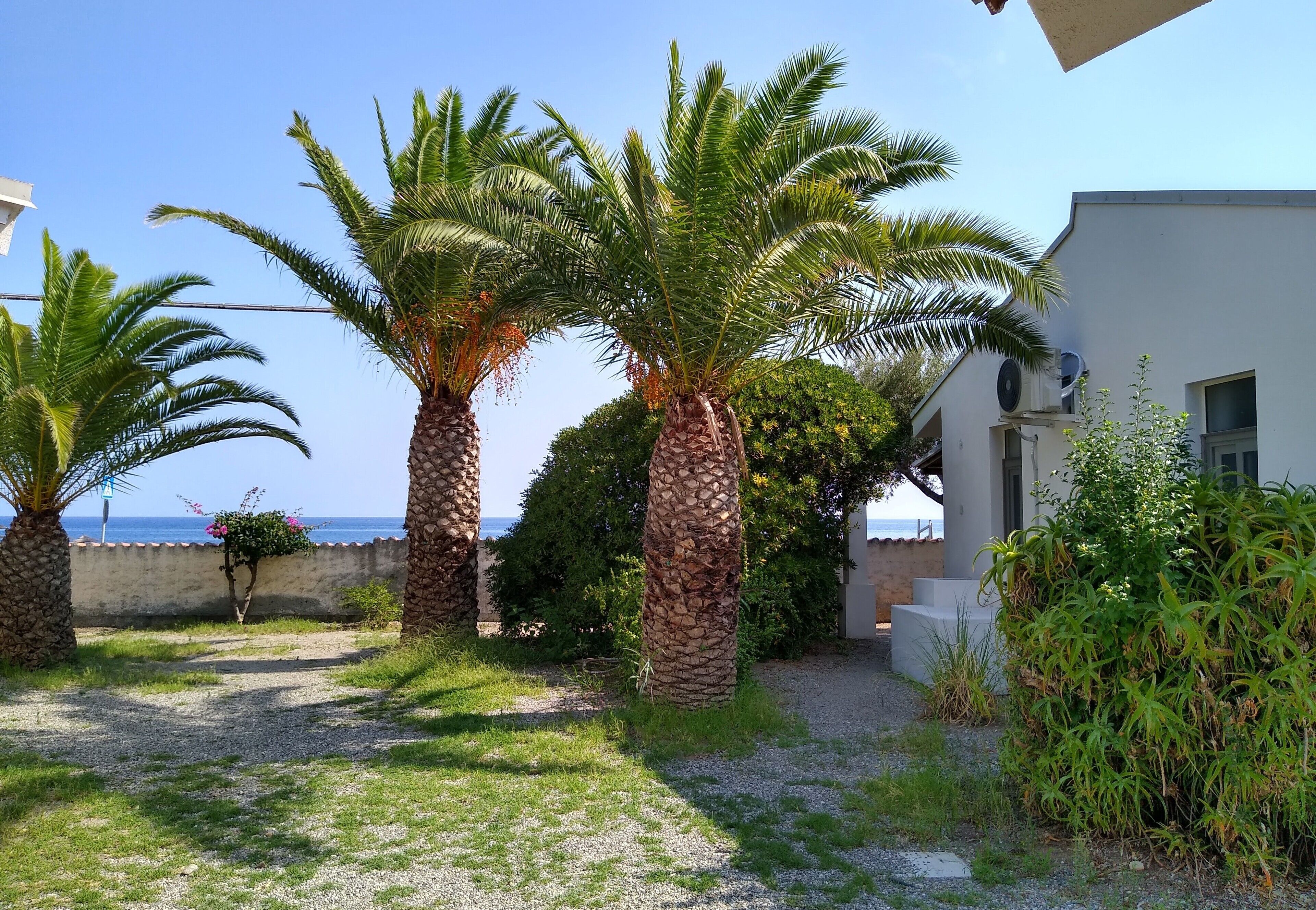 A garden with palm trees and a white building with a balcony.