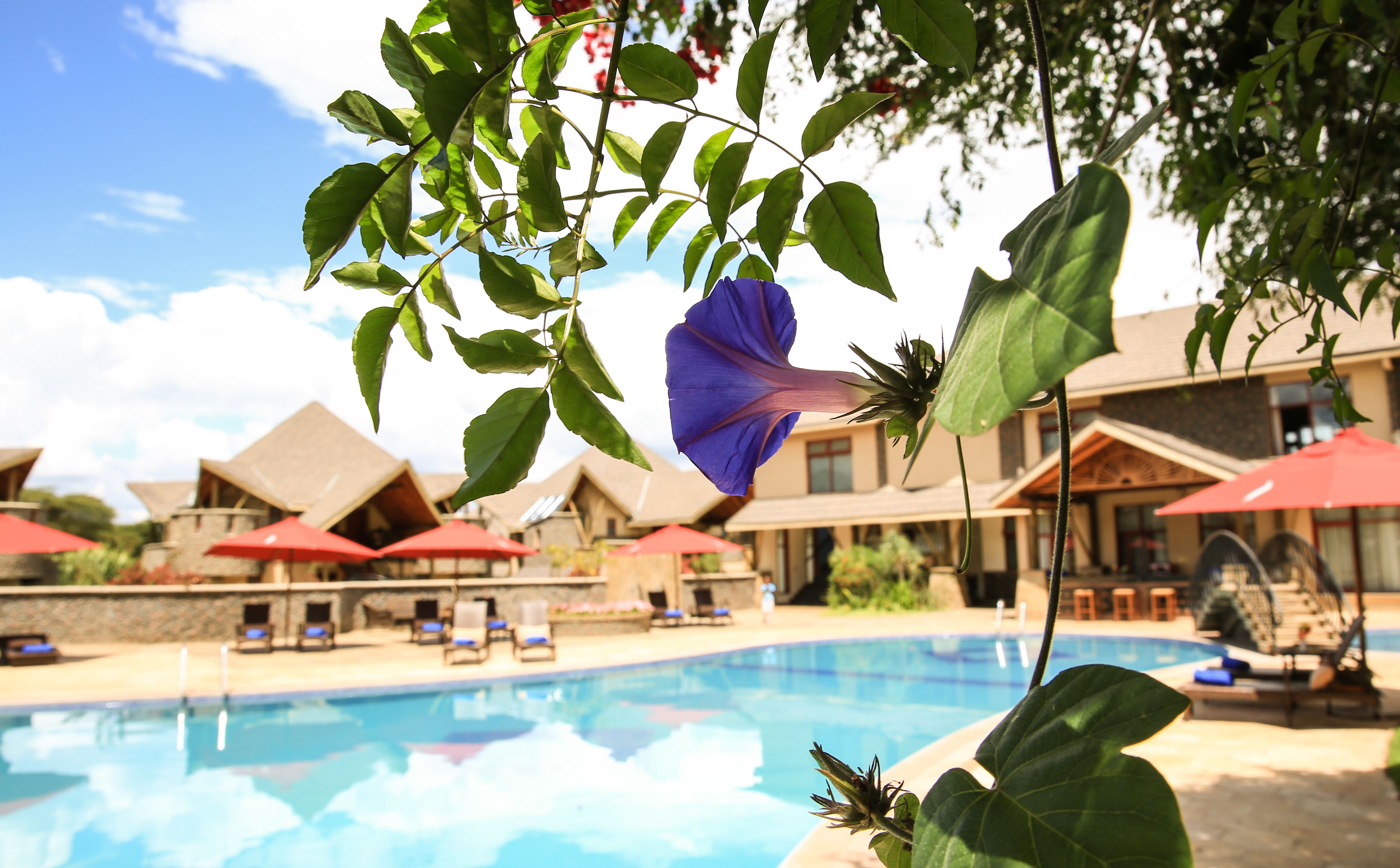 Una piscina al aire libre, sombrillas, sillones reclinables de piscina