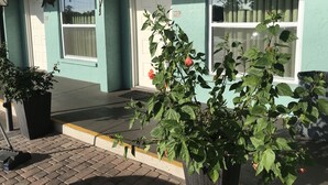 A building with teal walls, two doors, and large windows. There are potted plants in front and decorative wall art. - Immokalee Inn (Immokalee)