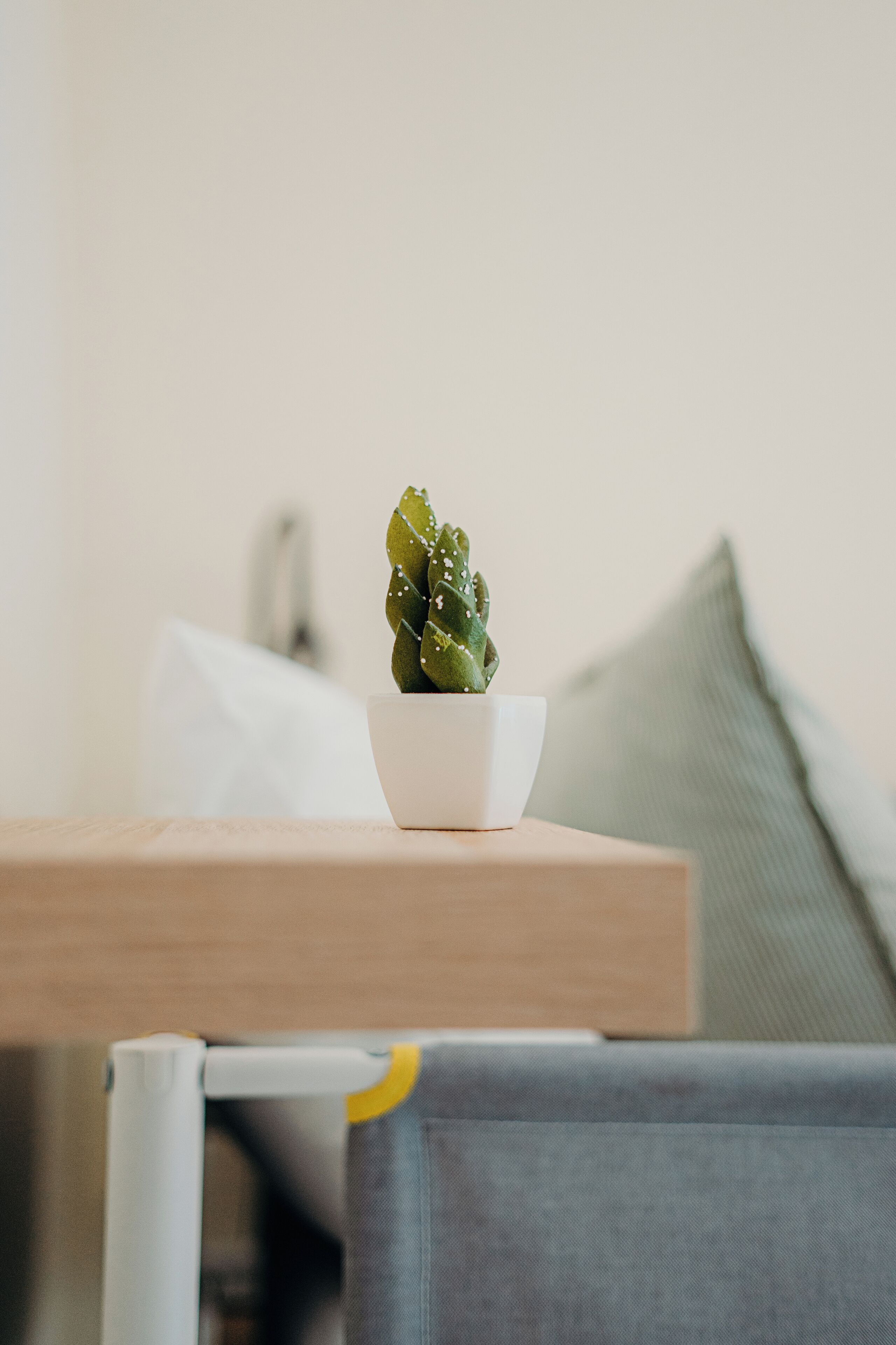 Un pequeño cactus en maceta sobre una mesa de madera, con un cojín gris al fondo.